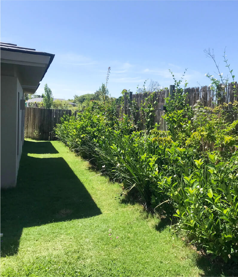 MAS ALLA DEL JARDIN