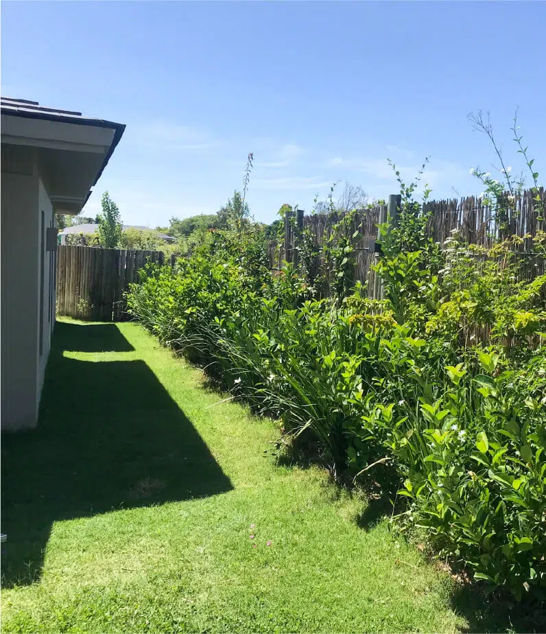 MAS ALLA DEL JARDIN