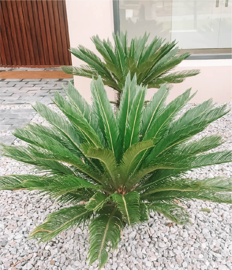 MAS ALLA DEL JARDIN