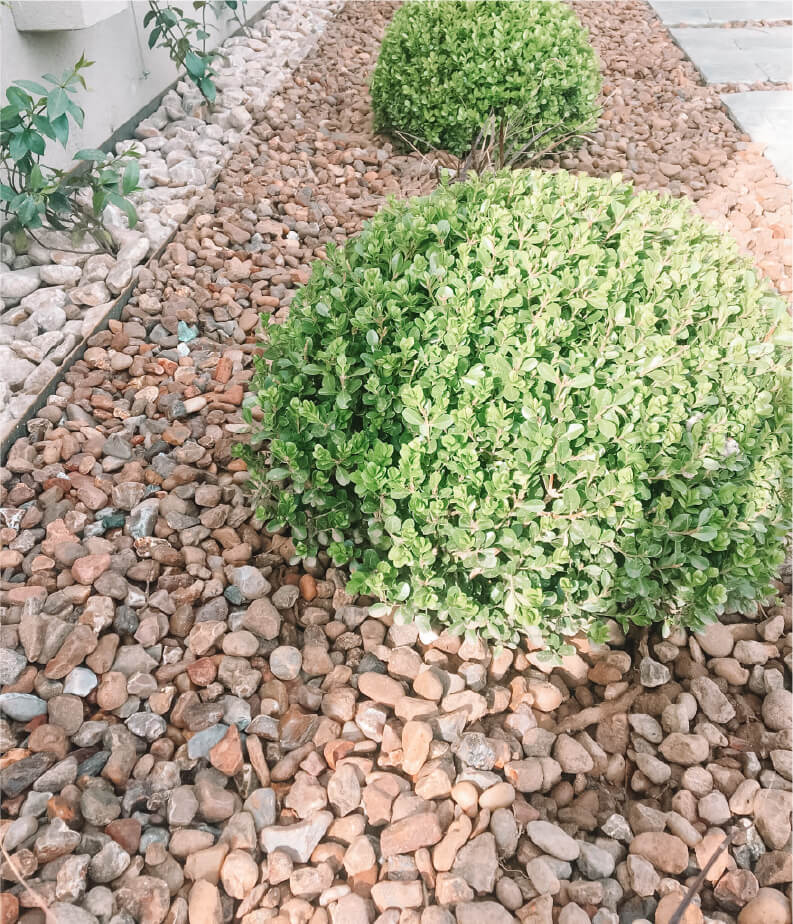 MAS ALLA DEL JARDIN