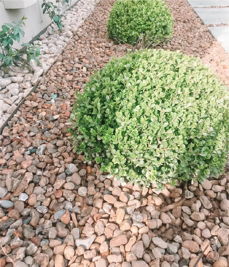 MAS ALLA DEL JARDIN